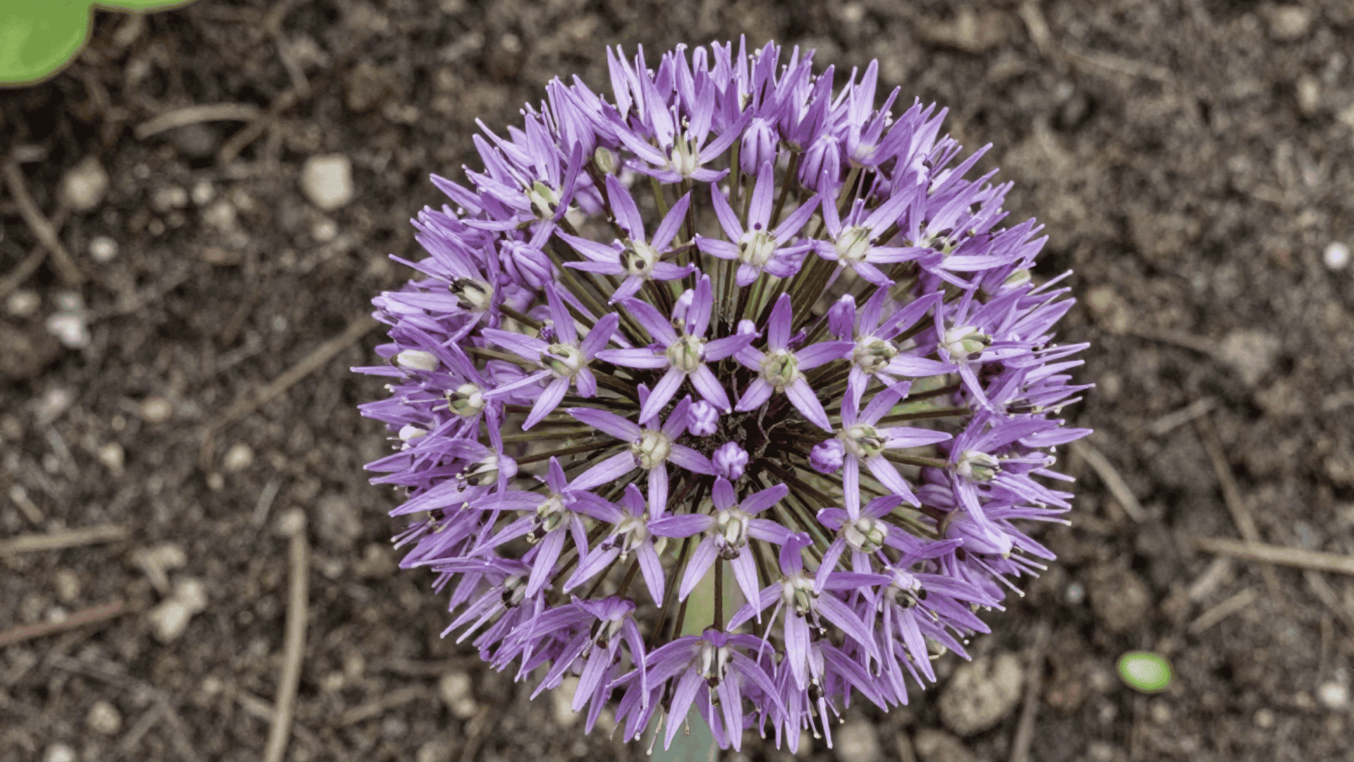 top down close up of allium flowers in a garden bed with dirt and natural lighting