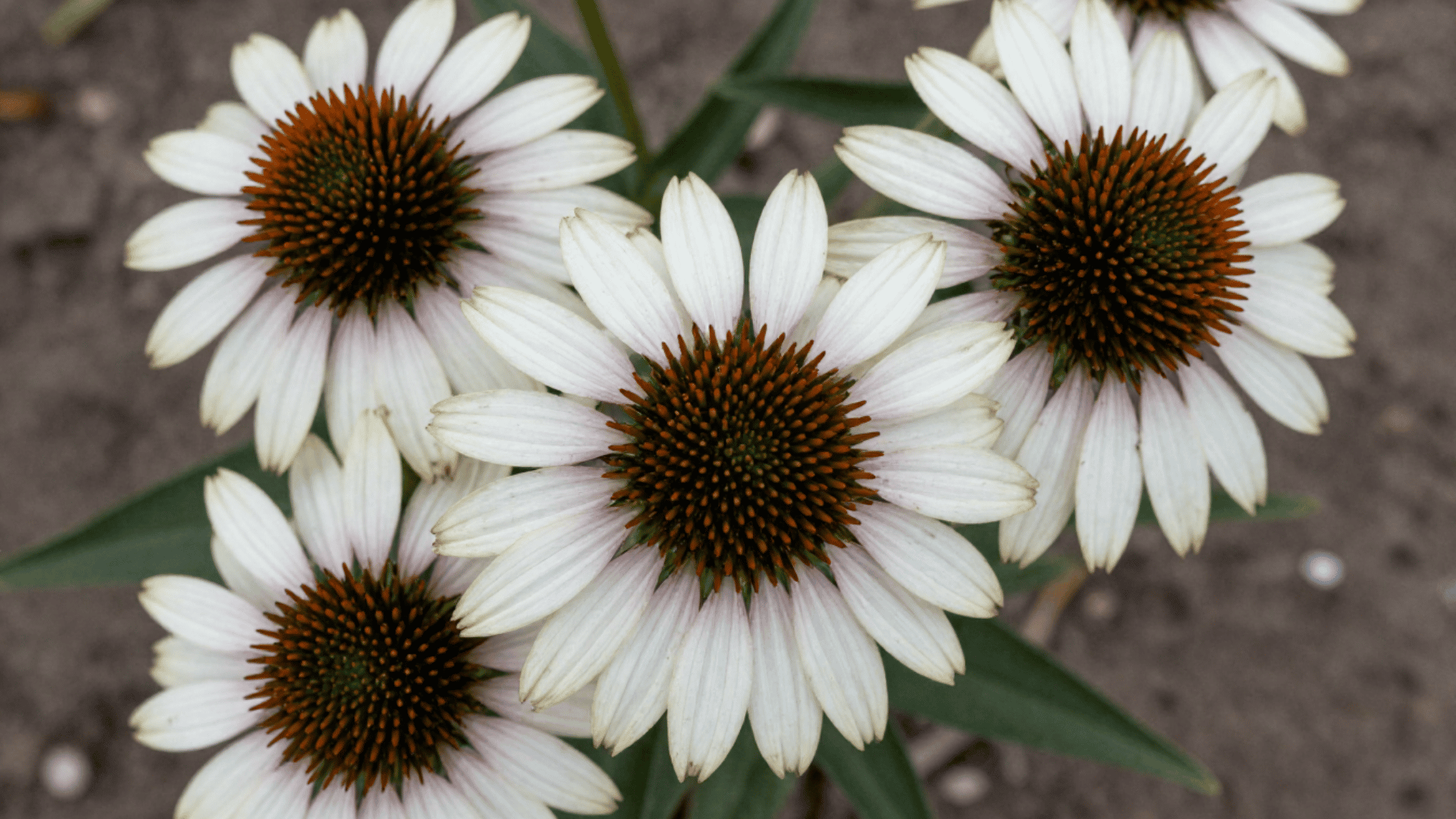 top down close up of coneflowers with realistic slightly dirty petals over earth