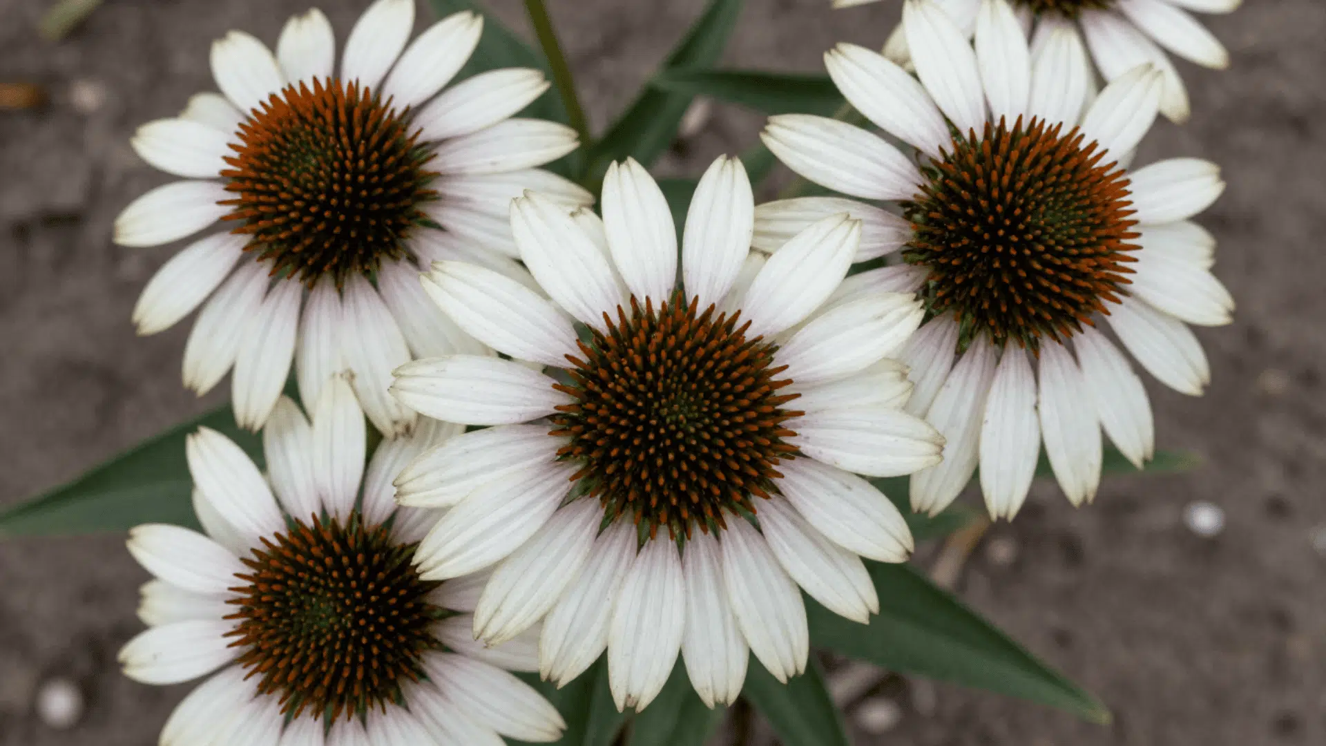 top down close up of coneflowers with realistic slightly dirty petals over earth