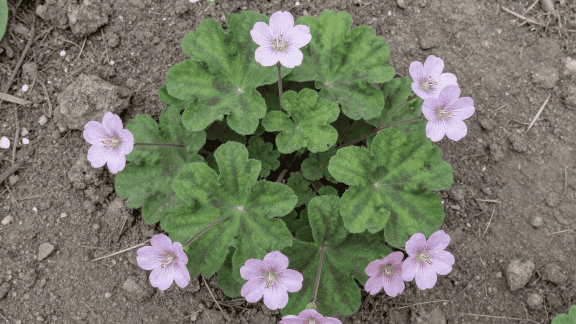 top down close up of hardy geranium flowers resting on natural garden dirt bed