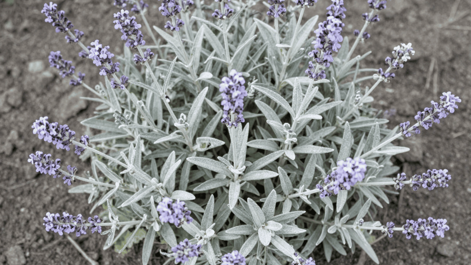 top down close up of purple russian sage flowers over natural dry garden earth