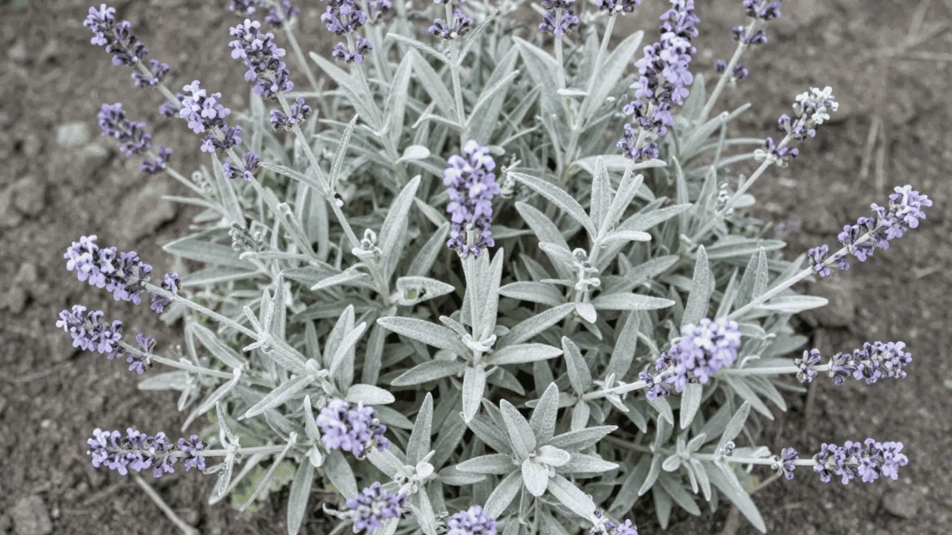 top down close up of purple russian sage flowers over natural dry garden earth