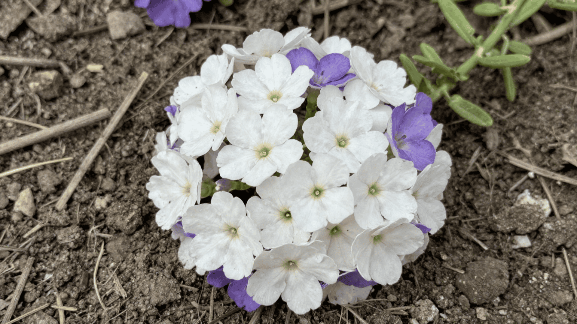 top down close up of tiny sweet alyssum flowers growing low to the dusty ground