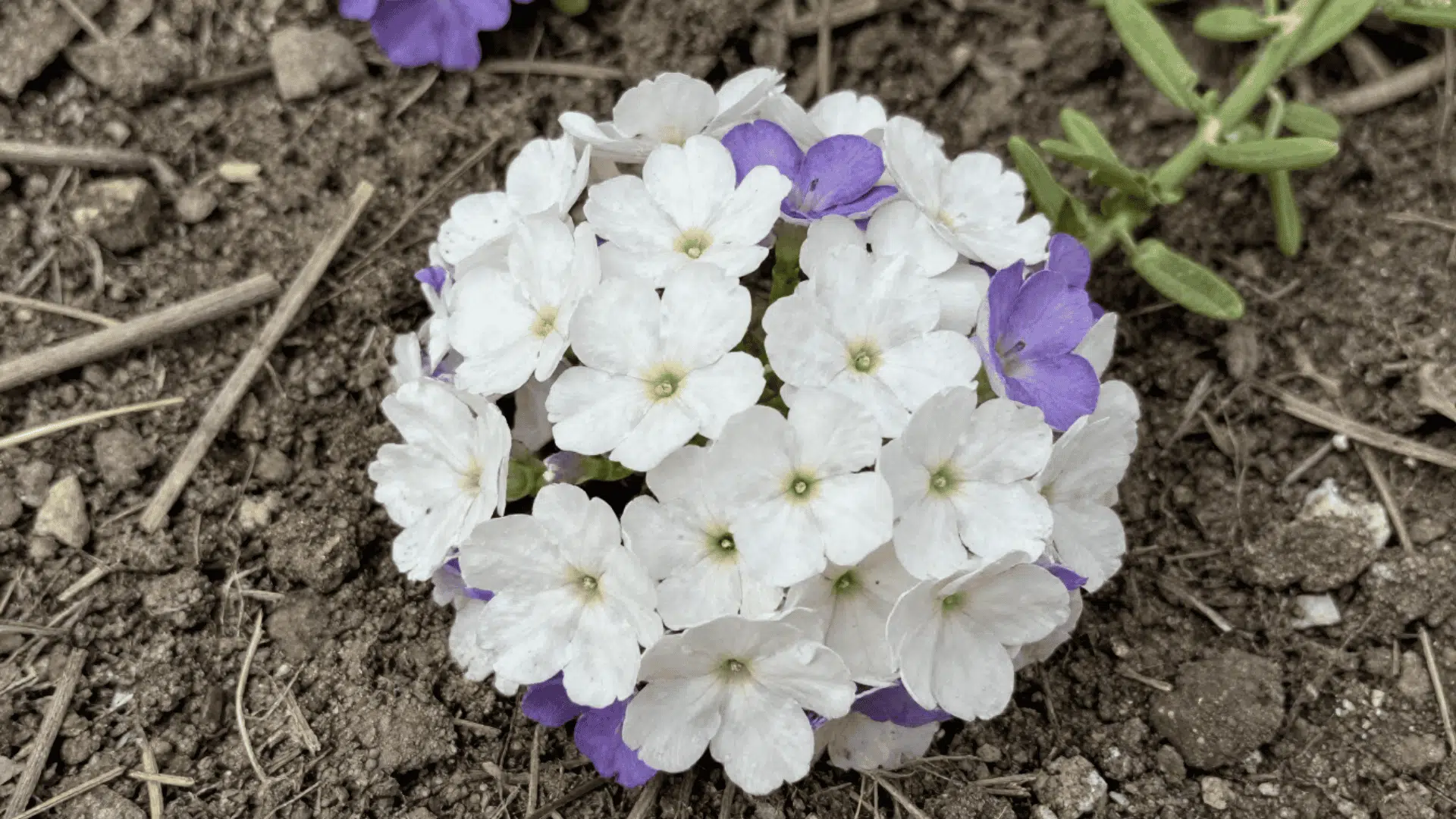 top down close up of tiny sweet alyssum flowers growing low to the dusty ground