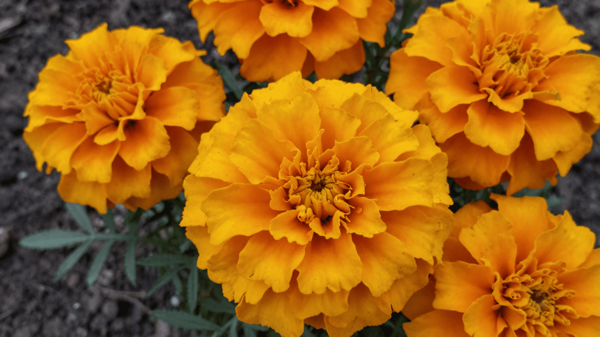 top down close up photo of vibrant marigold flowers surrounded by natural garden dirt