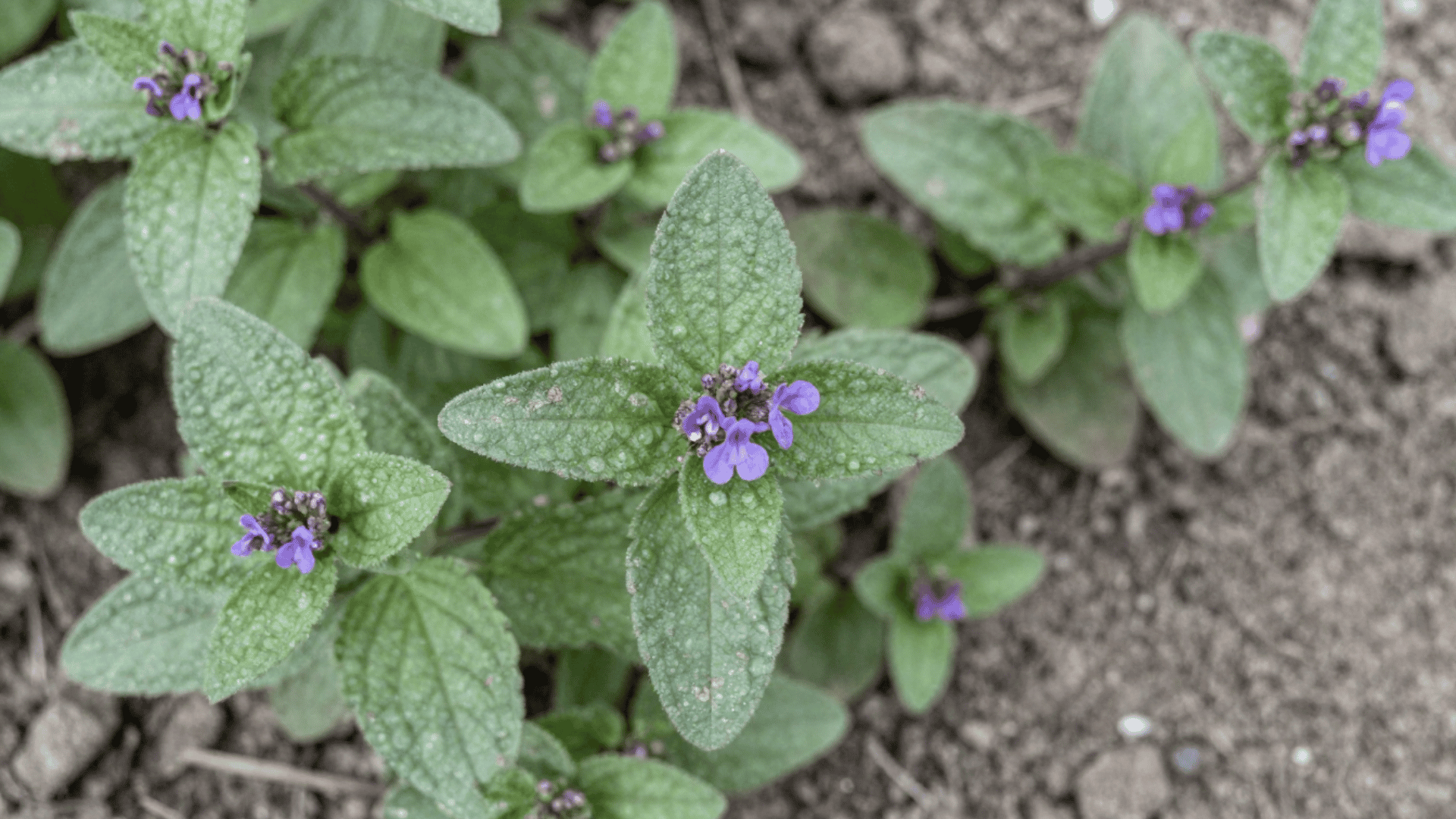 top down close up shot of catmint leaves and small purple flowers over garden soil