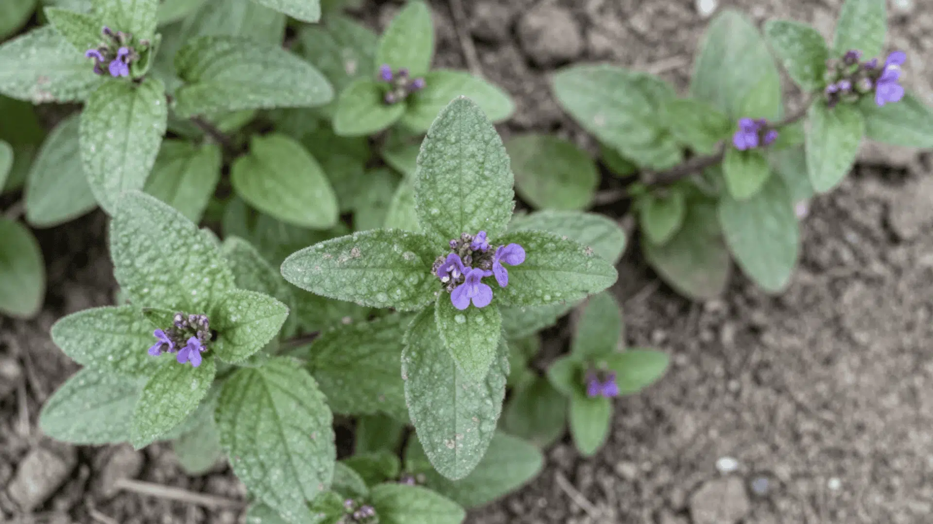 top down close up shot of catmint leaves and small purple flowers over garden soil