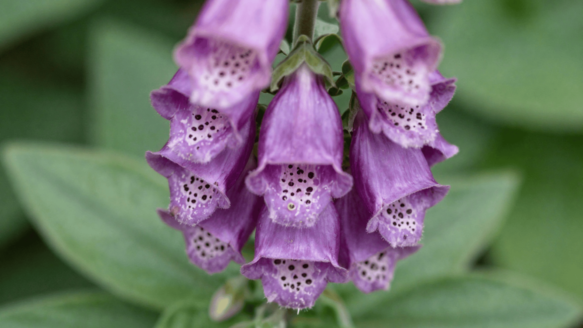 top down close up shot of foxglove blooms with a realistic outdoor garden aesthetic