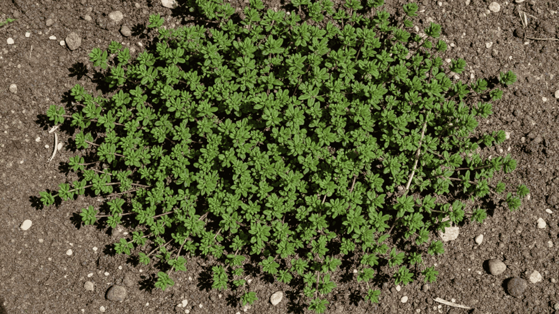 top down close up shot of tiny thyme leaves covering the natural brown garden soil
