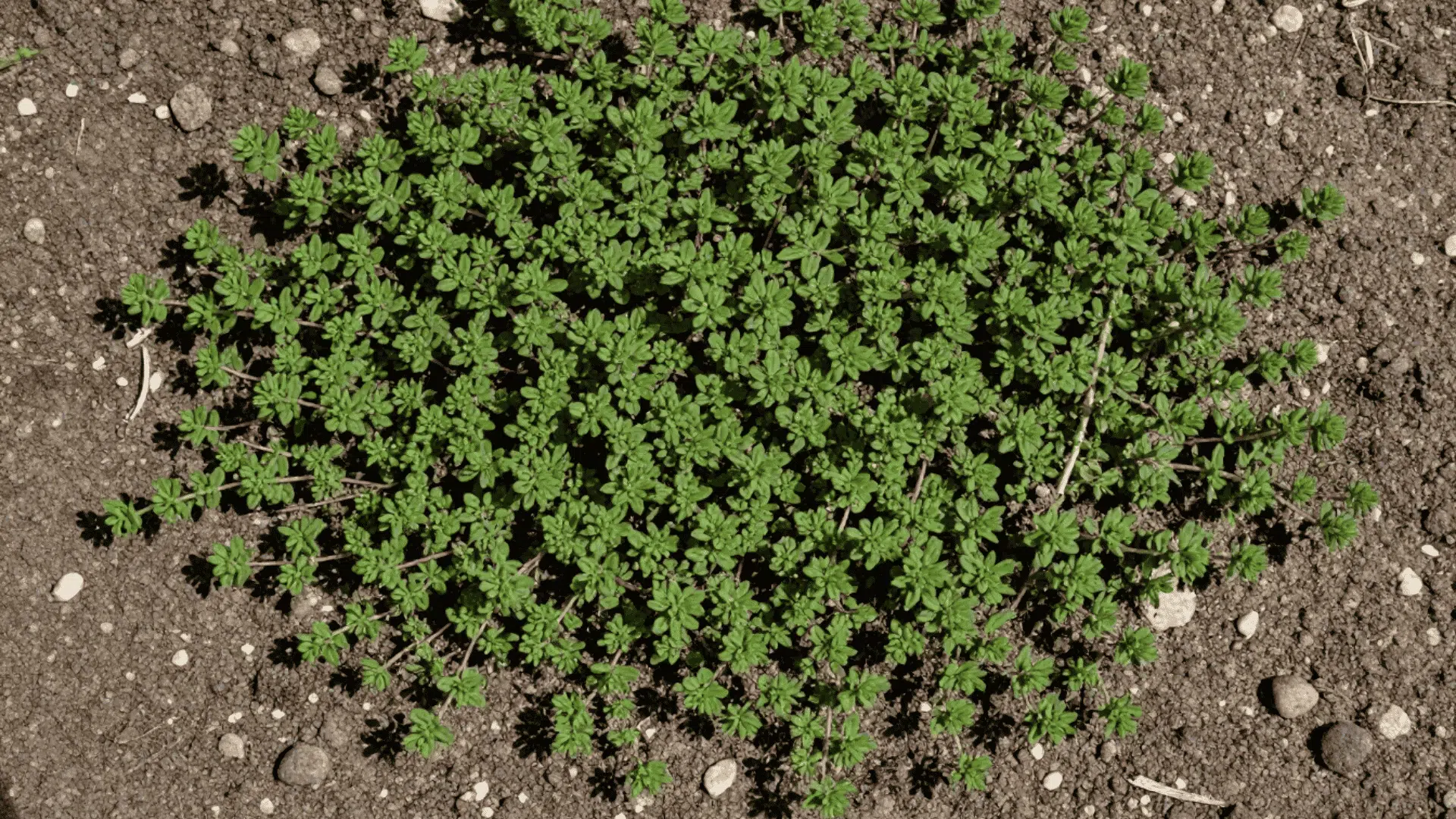 top down close up shot of tiny thyme leaves covering the natural brown garden soil