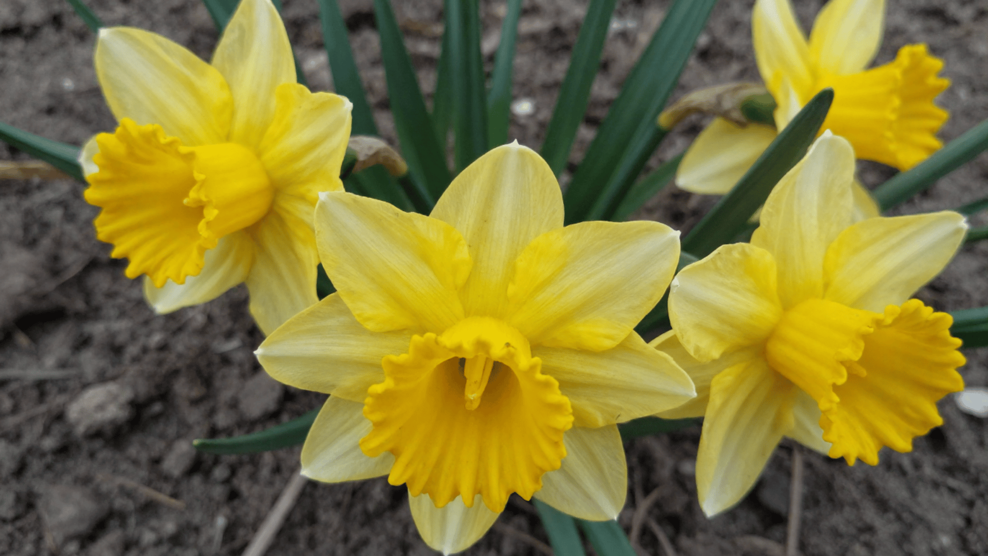 top down close up view of yellow daffodil flowers emerging from natural brown soil