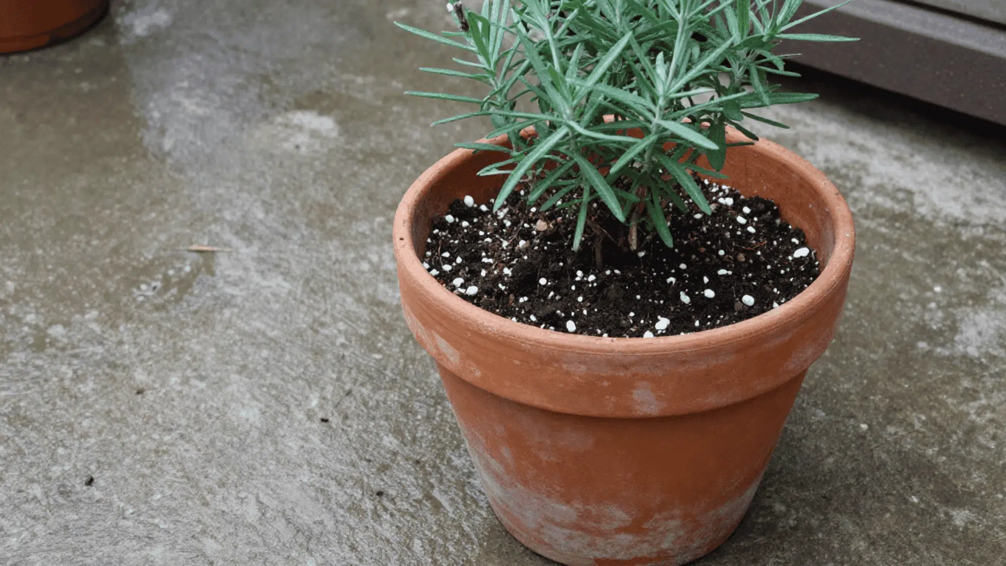 weathered terra cotta pot on wet concrete holding a lavender plant in gritty soil with water draining out