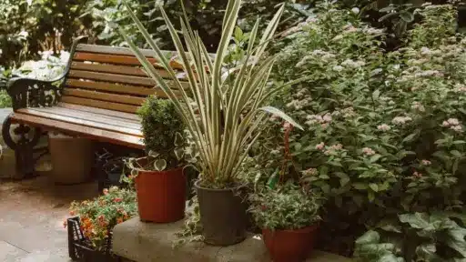 Potted plants and wooden bench in lush garden with green foliage and pink flowers