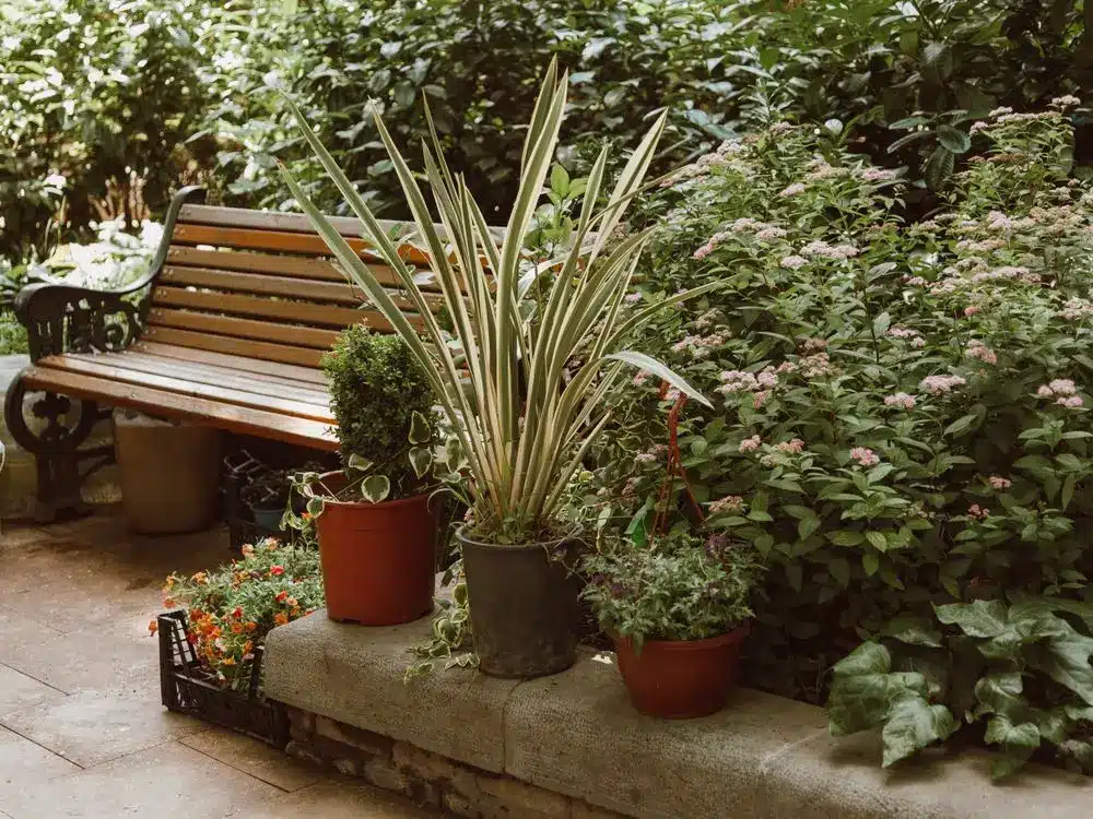 Potted plants and wooden bench in lush garden with green foliage and pink flowers