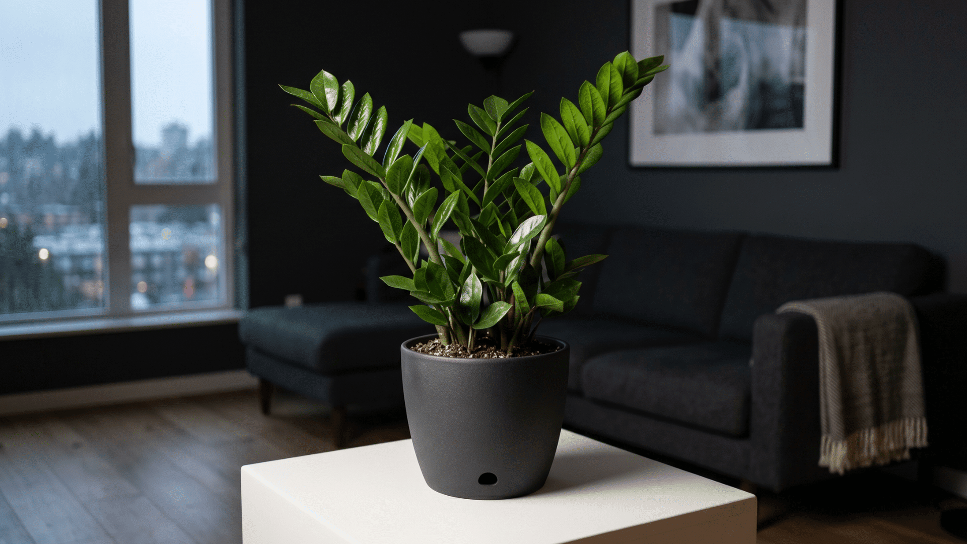 3 a image of zz plant pot in between of the room for freshness