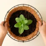 two hands holding a round wire basket with coco liner from above, small fresh mint plant pressed into dark soil