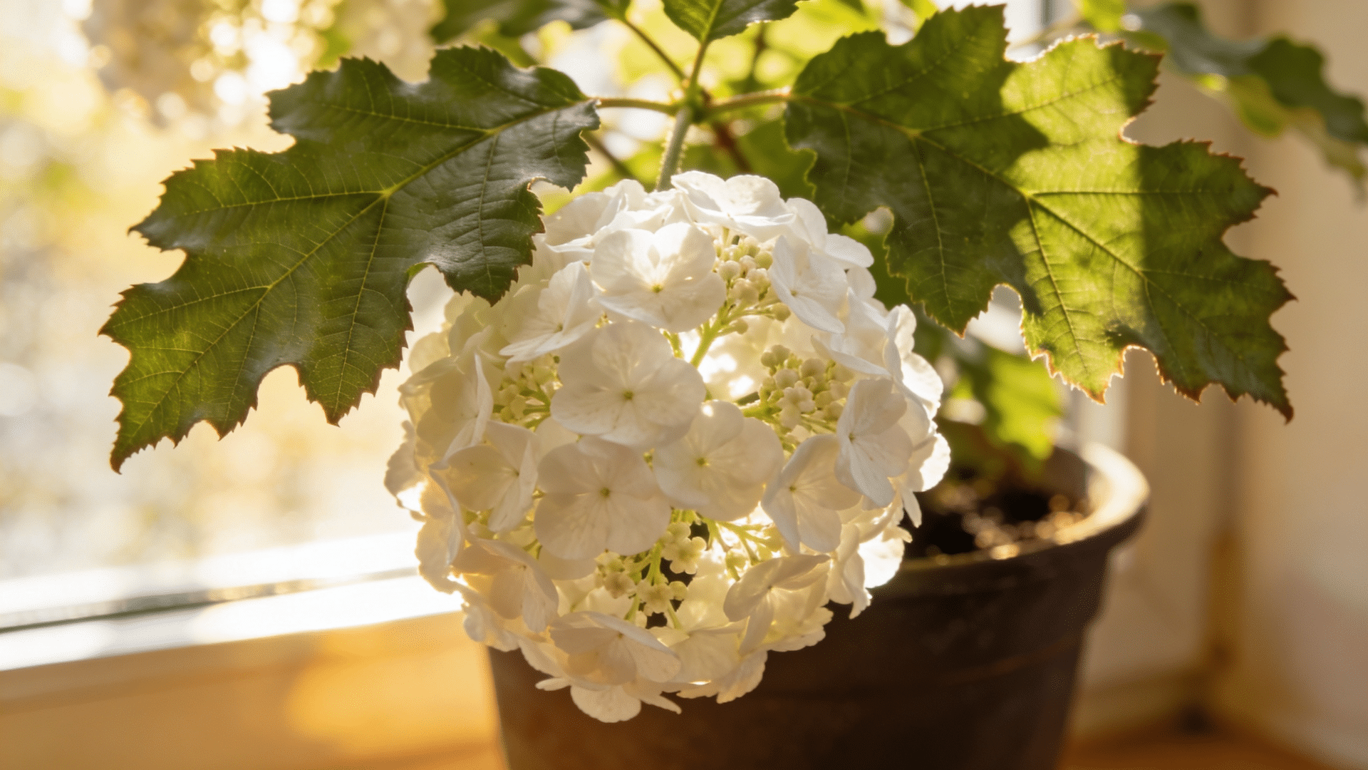 a large, round cluster of white flowers of oakleaf hydrangea from a potted plant with large, green, serrated leaves, backlit by warm sunlight.