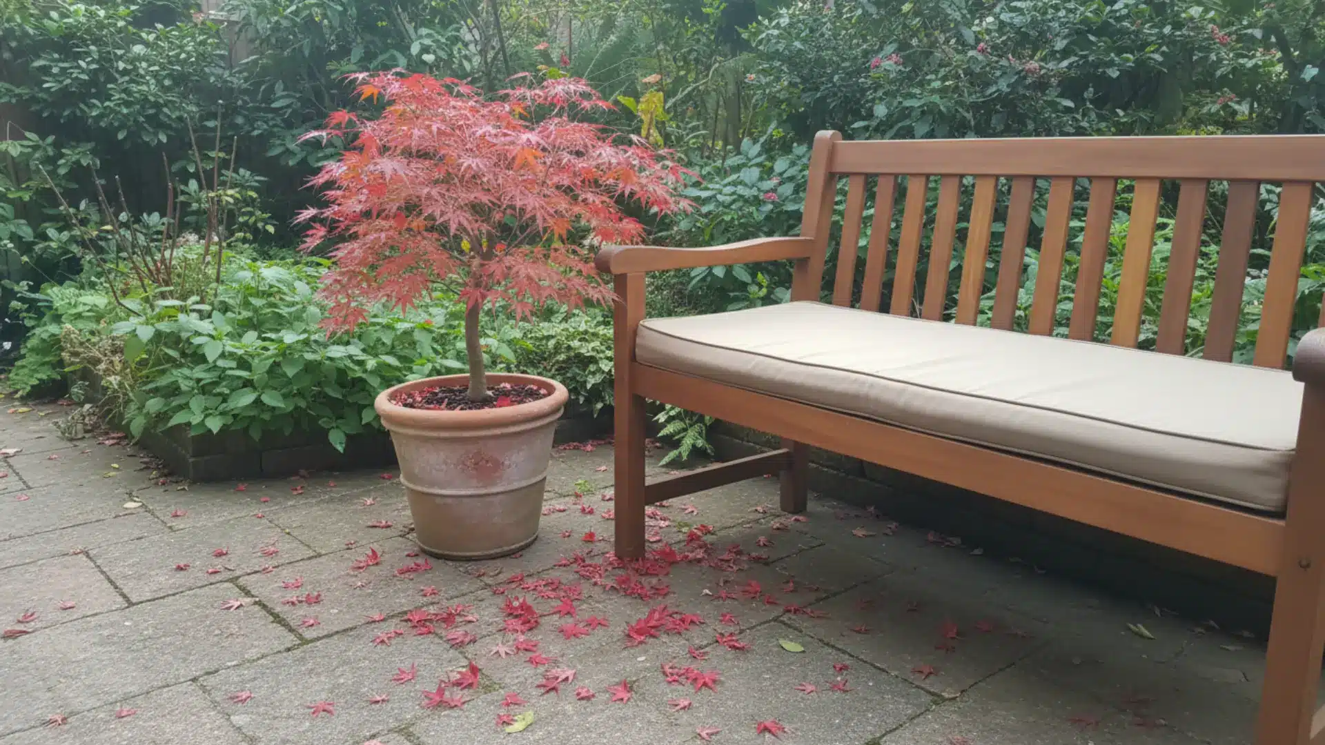 a medium sized weathered terracotta pot with a japanese maple tree in red autumn leaves beside a wooden garden bench with a cushion on a stone paver patio in soft autumn daylight
