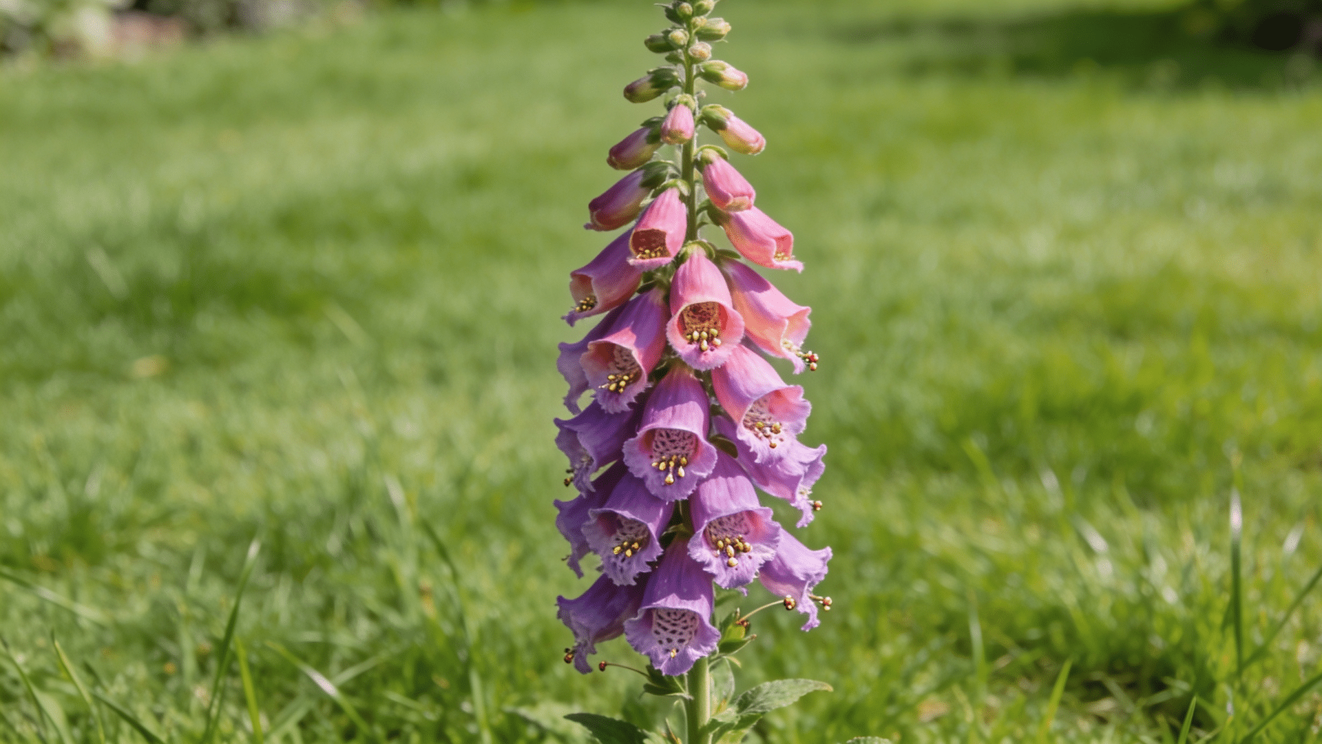 a tall stalk of foxglove flowers, transitioning from pink at the top to purple at the bottom, stands in a grassy field.