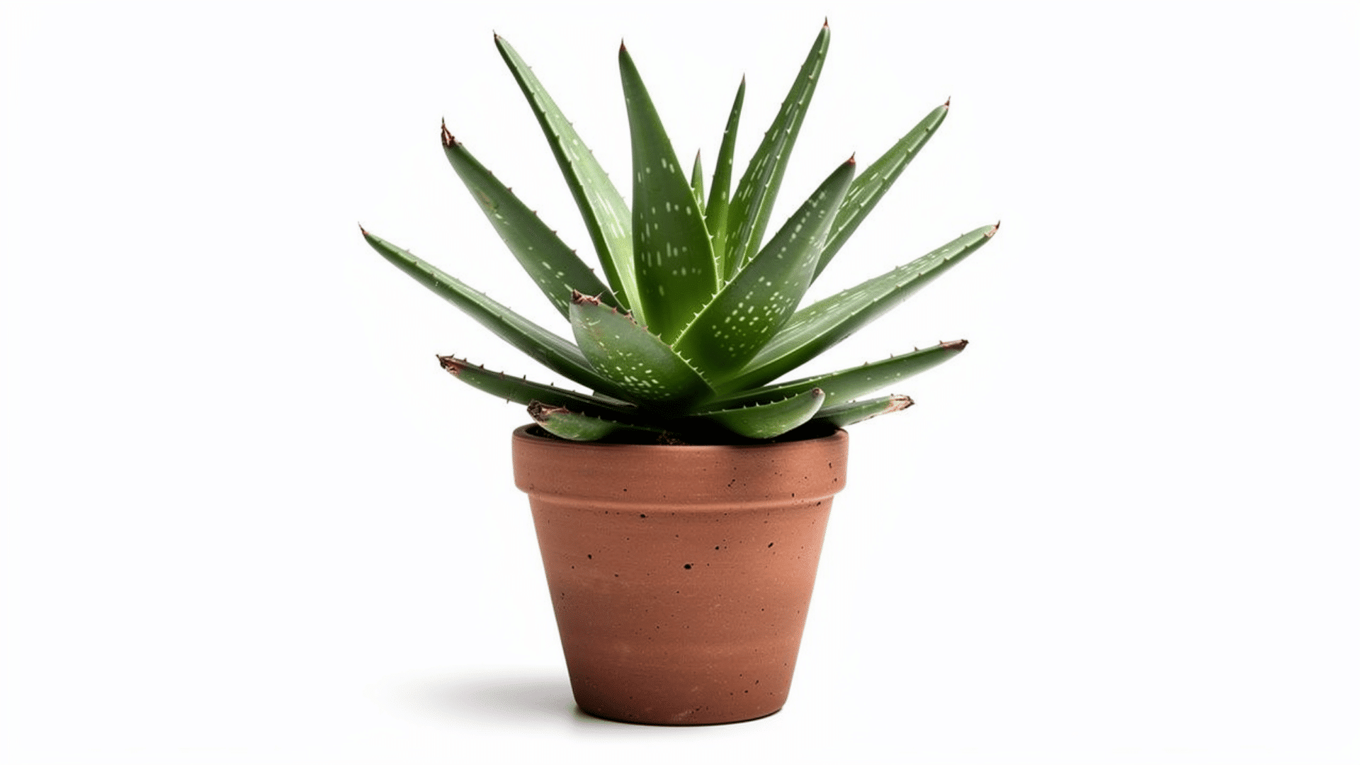 aloe vera plant with thick spiky green leaves and white spots growing in a small terracotta pot on a white background