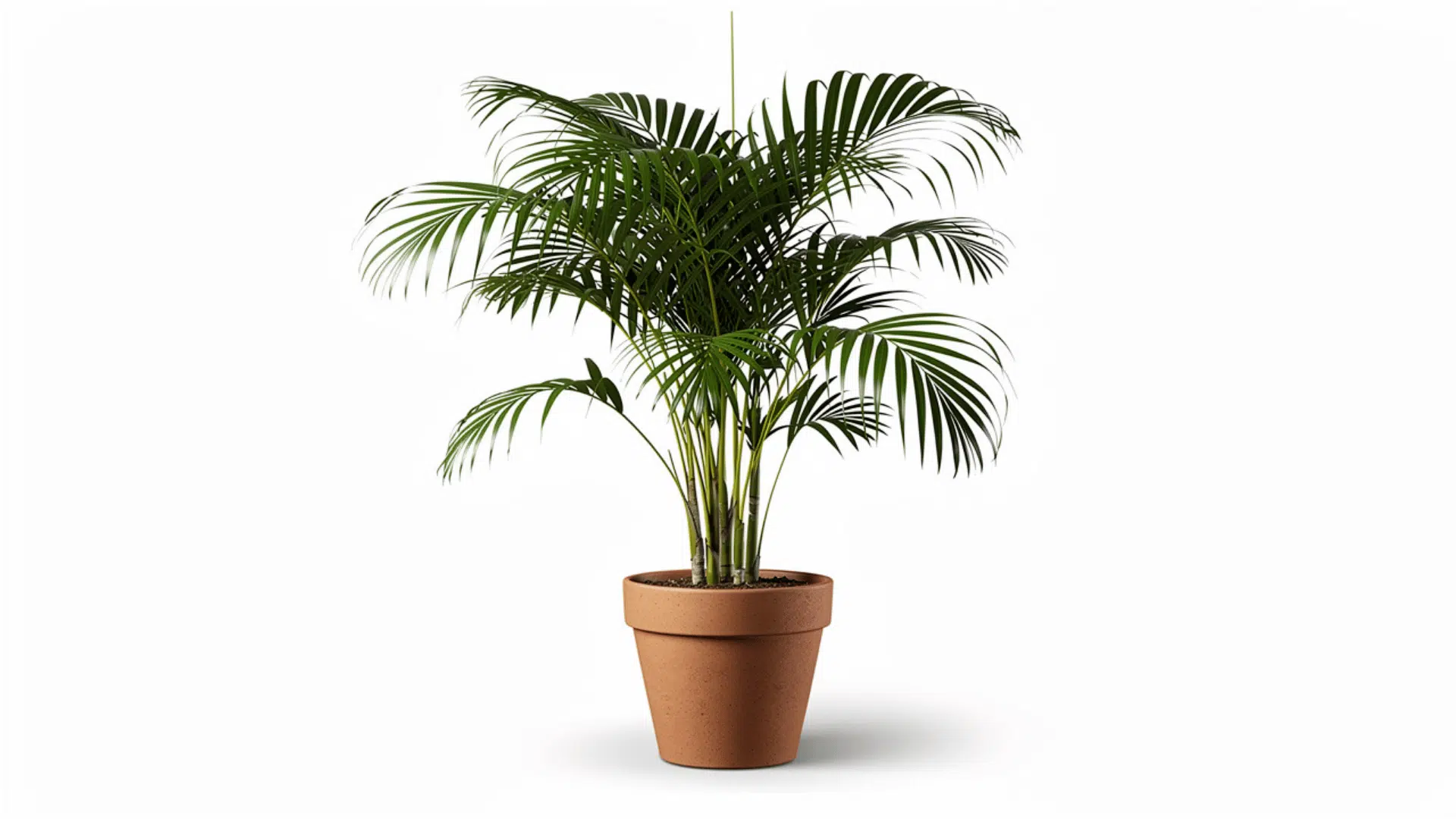 areca palm with long feathery green fronds growing from multiple slim stems in a terracotta pot on a white background