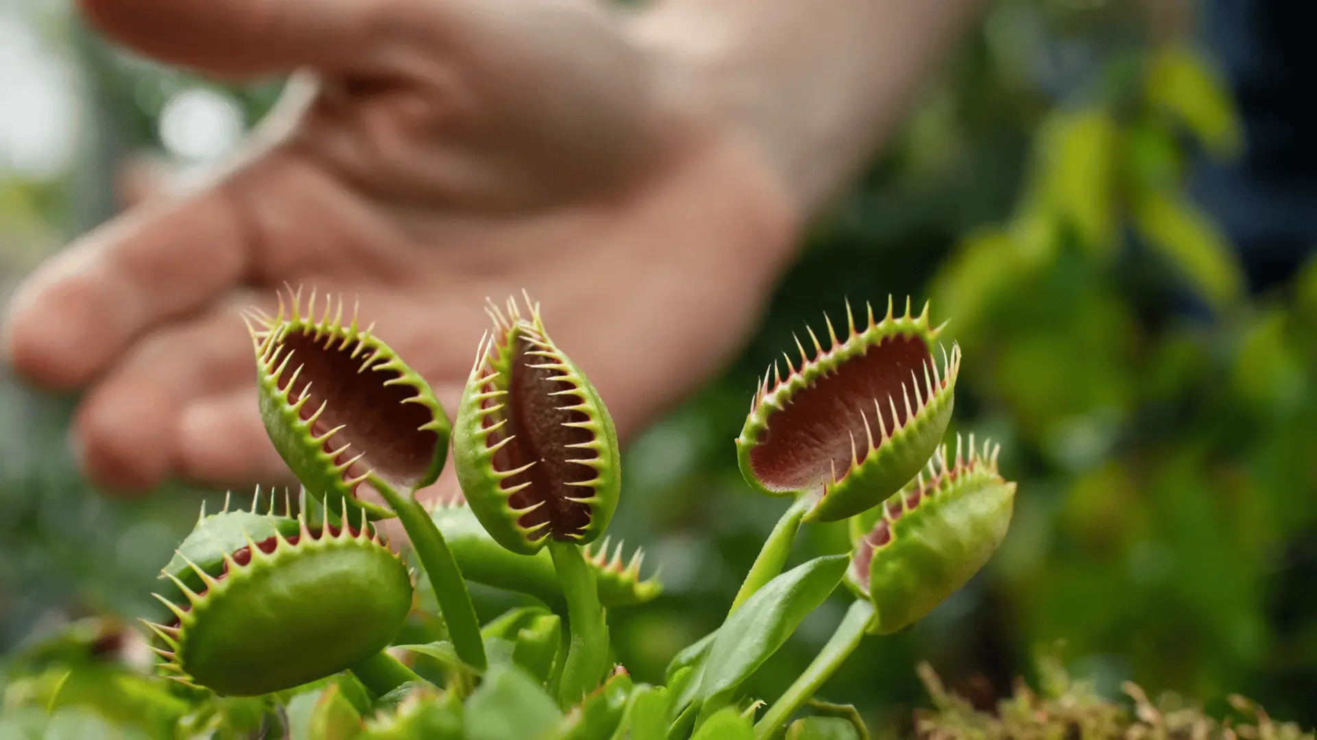 open venus flytraps observed closely without fingers touching the sensitive traps