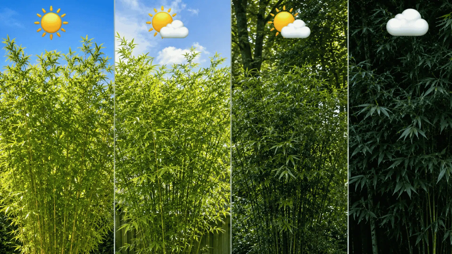 bamboo growing in four light conditions from full sun to deep shade