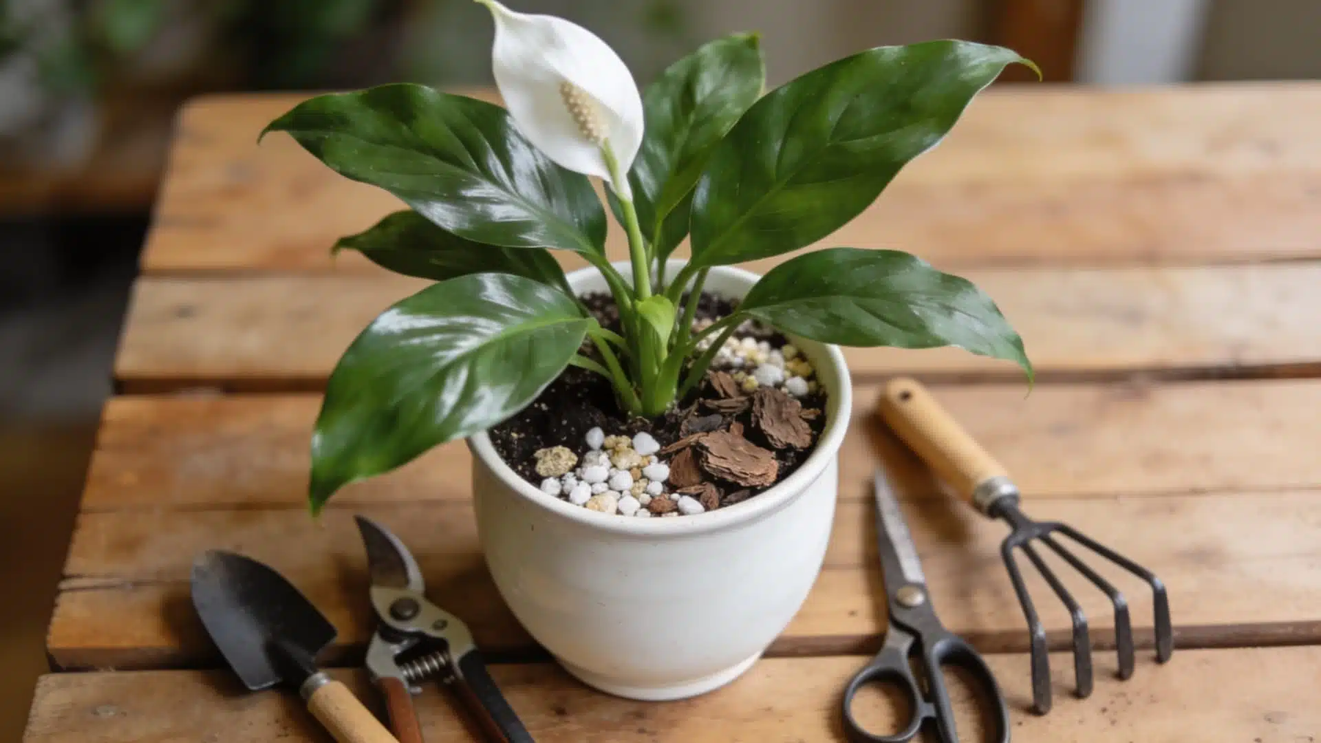 Peace lily being repotted into fresh soil