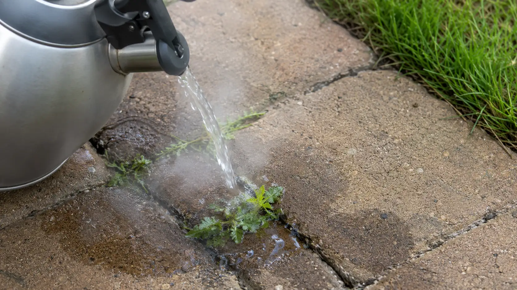 stainless steel kettle pouring boiling water onto weeds growing between patio pavers in a backyard