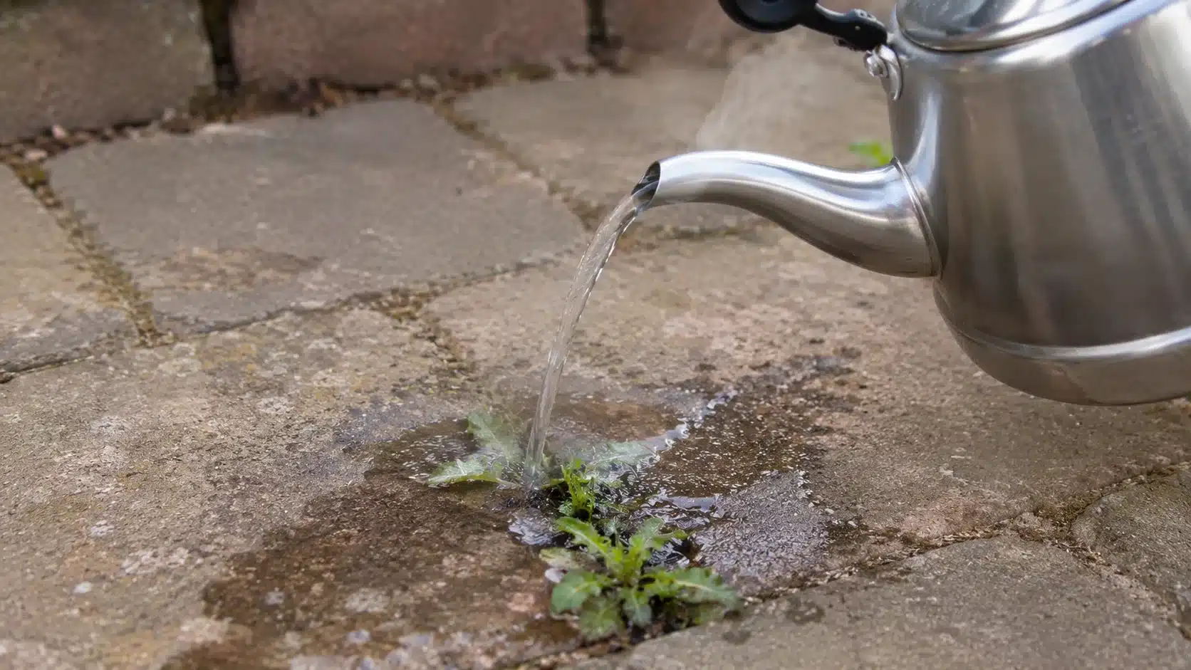 stainless steel kettle pouring boiling water onto weeds growing between weathered patio pavers