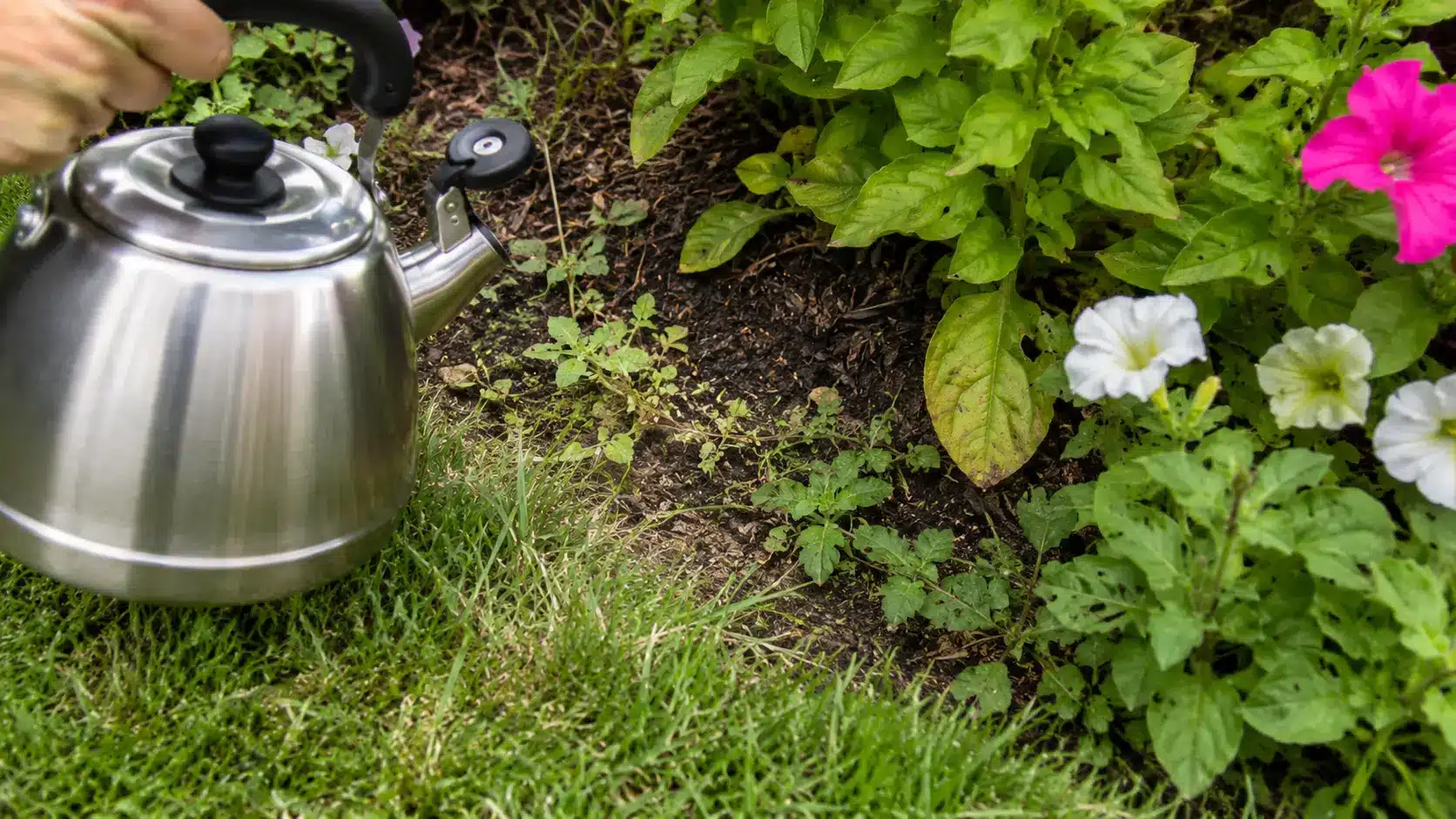 stainless steel kettle beside weeds growing between healthy lawn grass and flowering garden plants