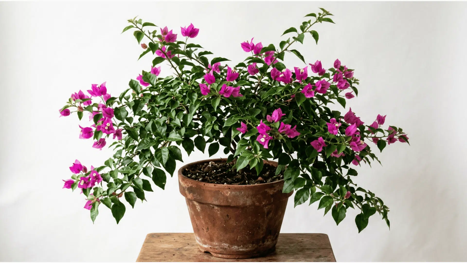 bougainvillea plant covered in bright pink and magenta bracts spreading over green leaves in a weathered terracotta pot on a wooden surface