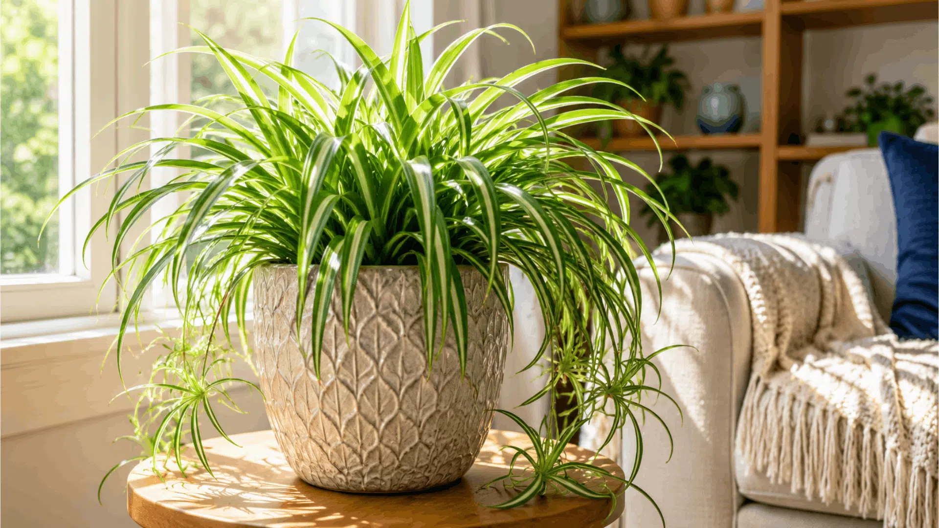 bright indoor living room with healthy spider plant in decorative pot near window sunlight streaming vibrant green leaves