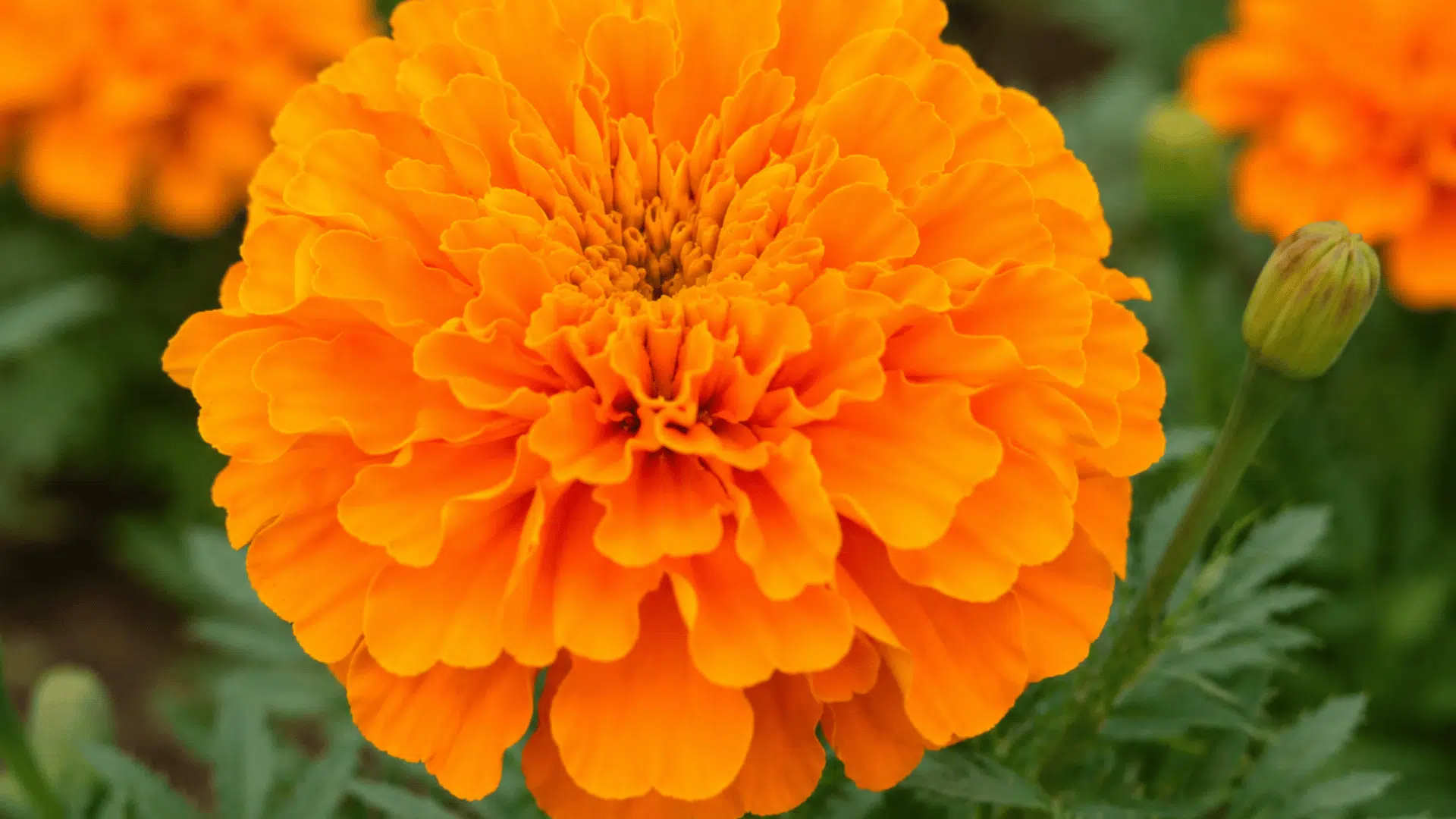 bright orange marigold flower blooming in a garden with green leaves and blurred flowers in background