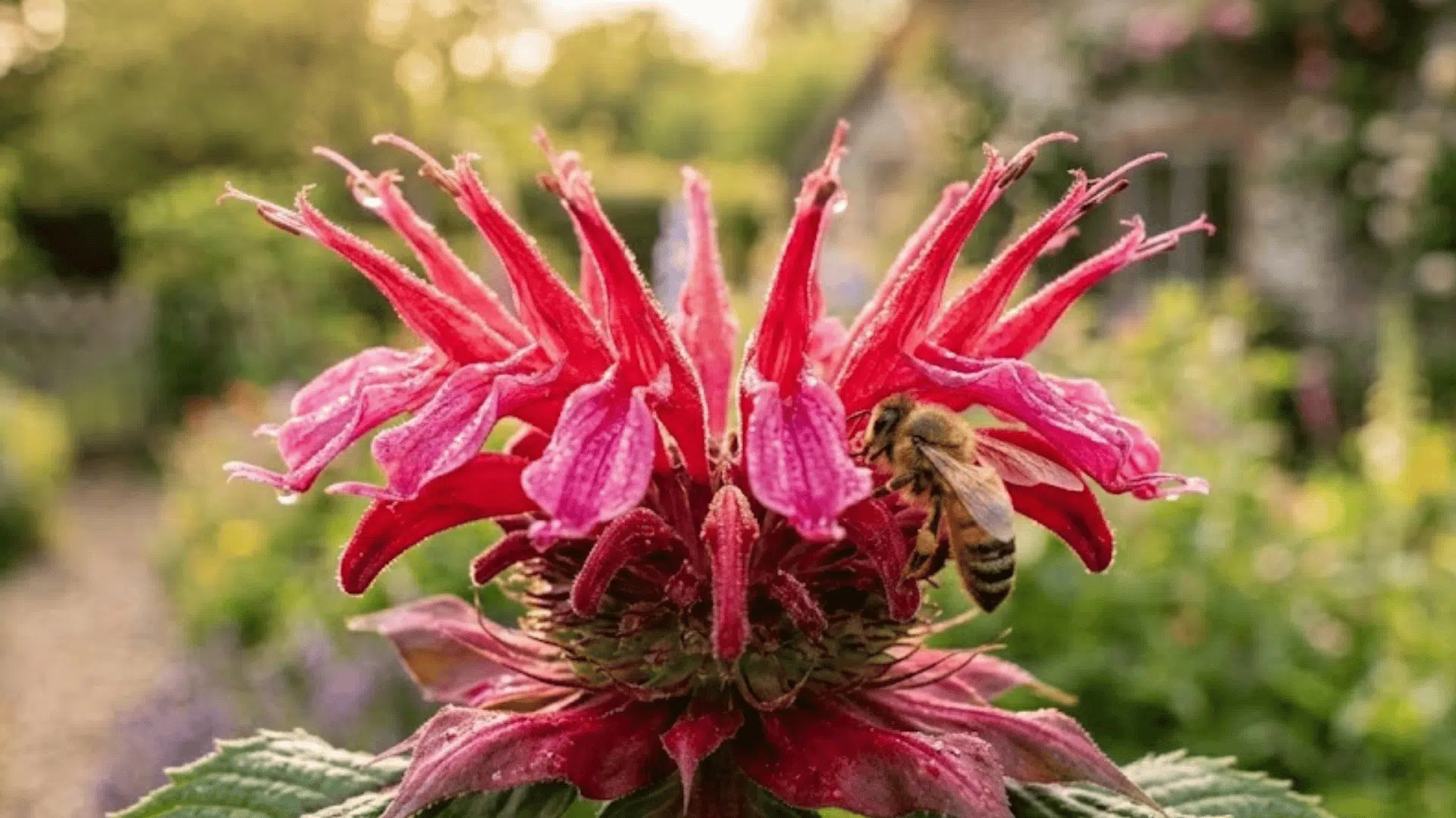 bright red flower with a bee resting on petals in a colorful cottage garden