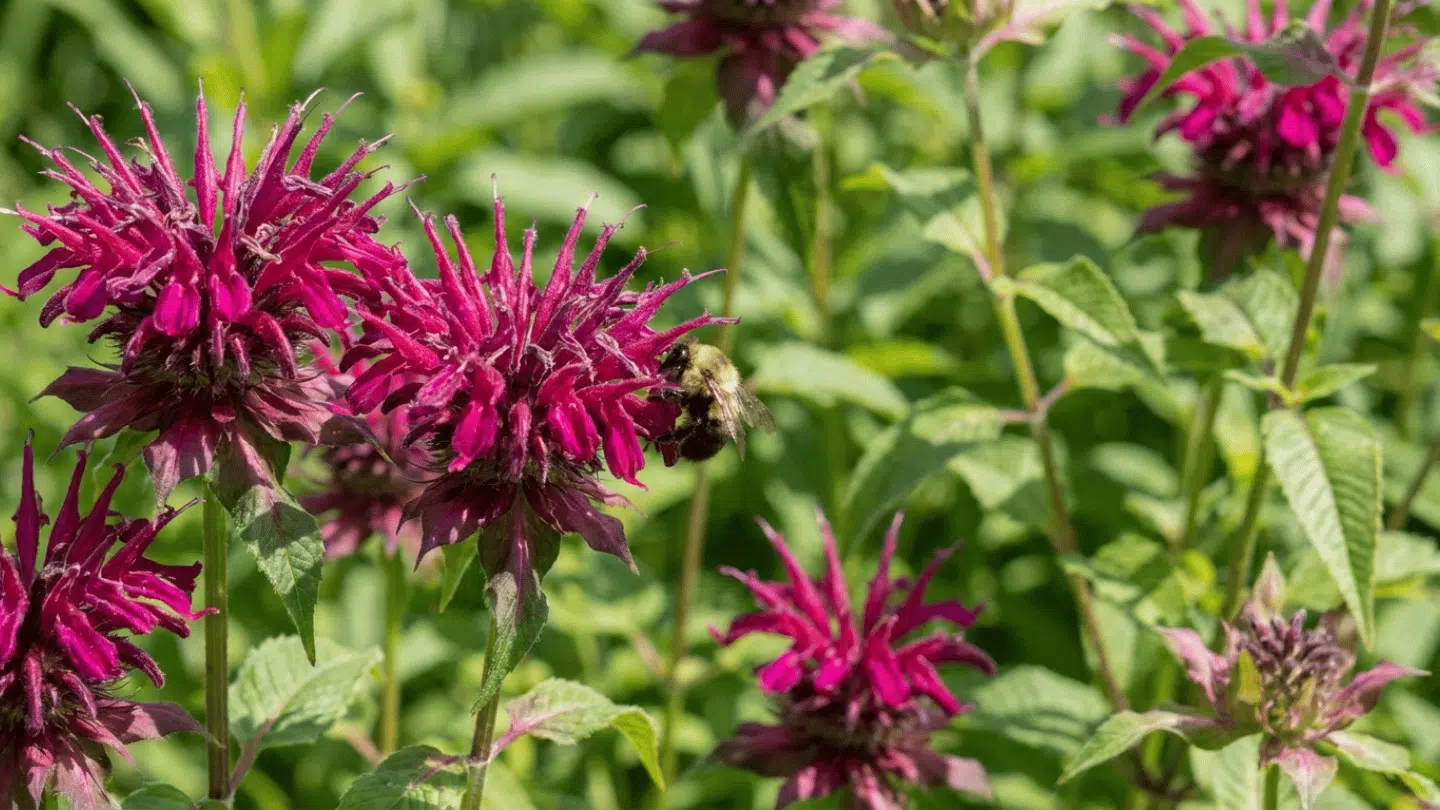 bumblebee collecting nectar from bright pink bee balm flowers surrounded by green leaves in a sunny garden
