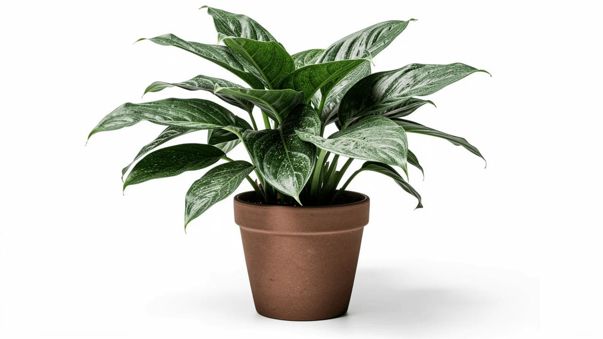 chinese evergreen aglaonema plant with large dark green and silver patterned leaves growing in a brown pot on a white background