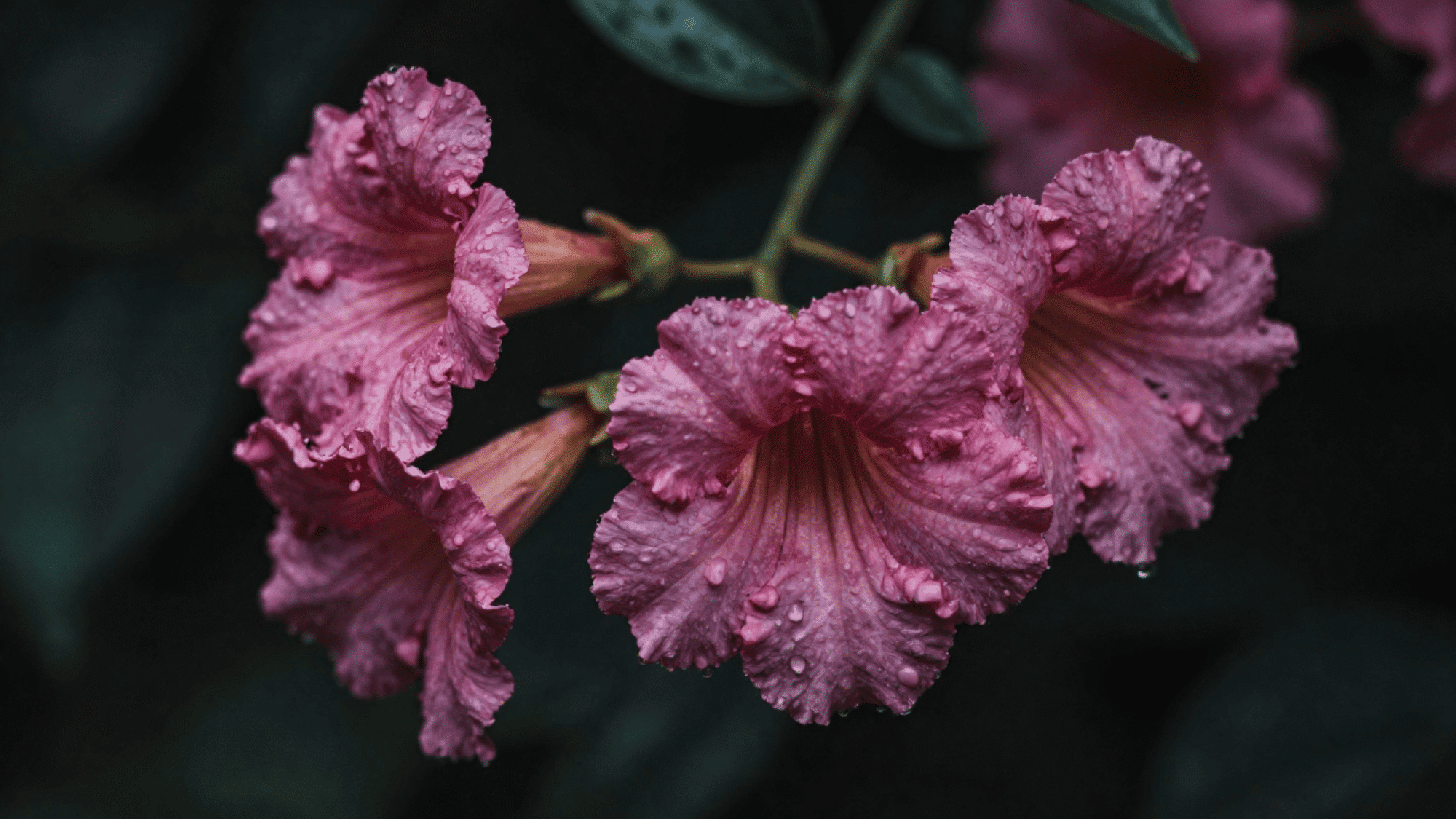 cinematic close up of weathered pink mandevilla flowers with raindrops on petals in dark moody lighting