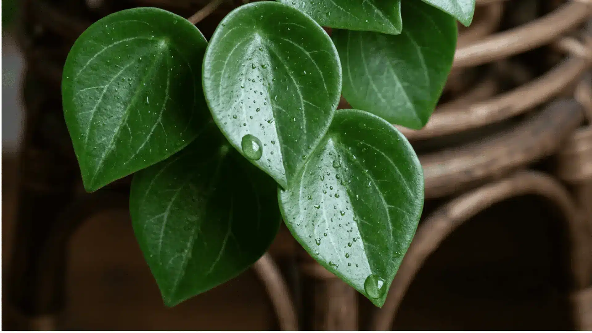 close up macro shot of glossy teardrop shaped leaves on a peperomia raindrop plant