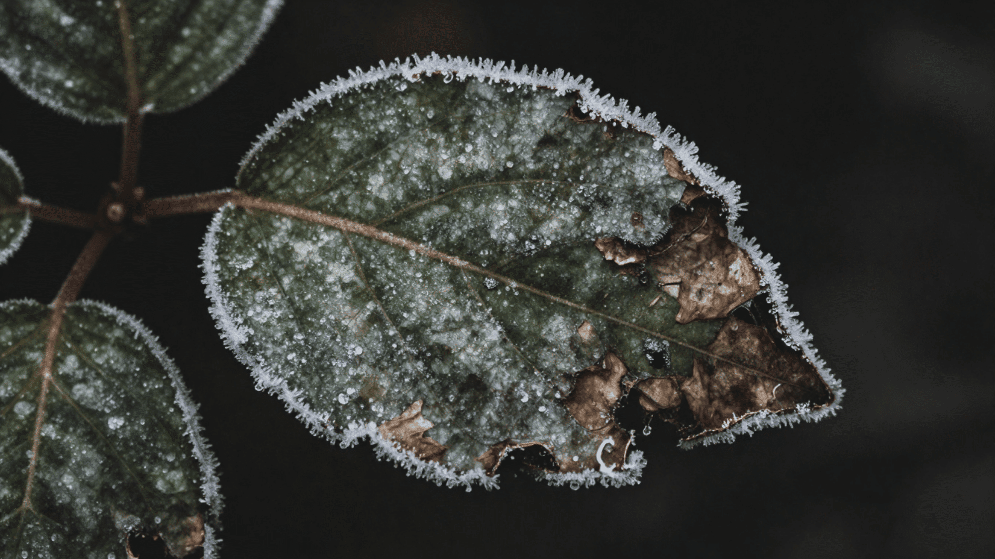 close up of a cold damaged mandevilla leaf with frost crystals in desaturated cold tones