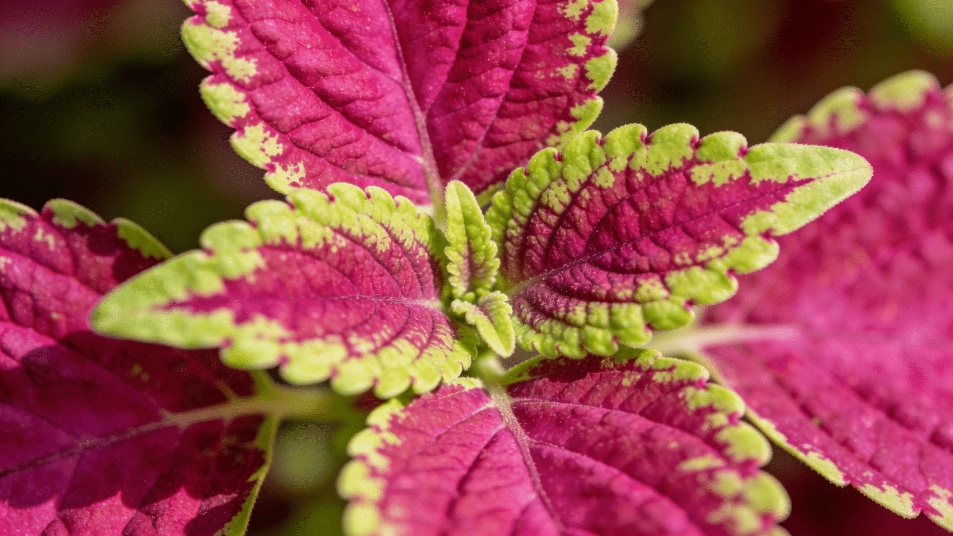close-up of a coleus plant with vibrant magenta and lime green leaves.