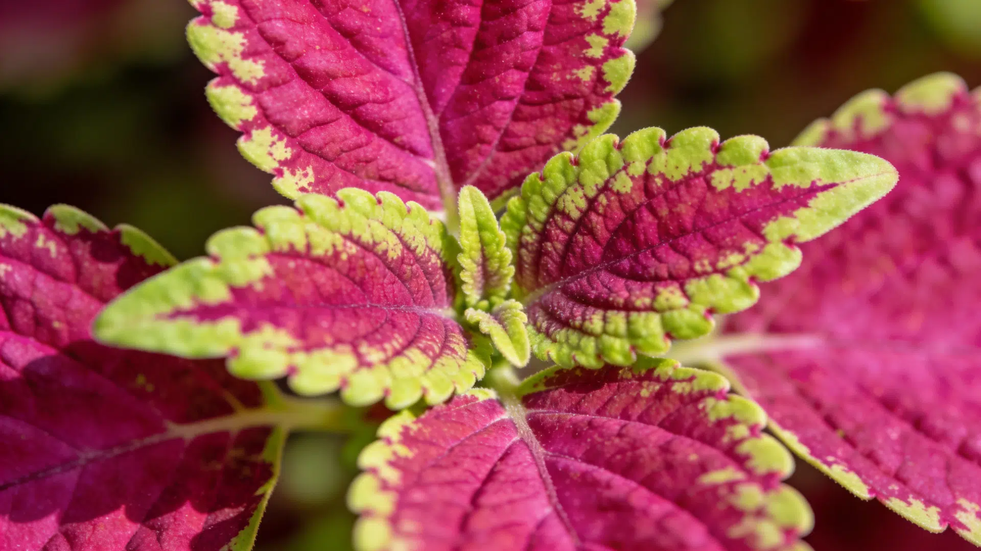 close-up of a coleus plant with vibrant magenta and lime green leaves.