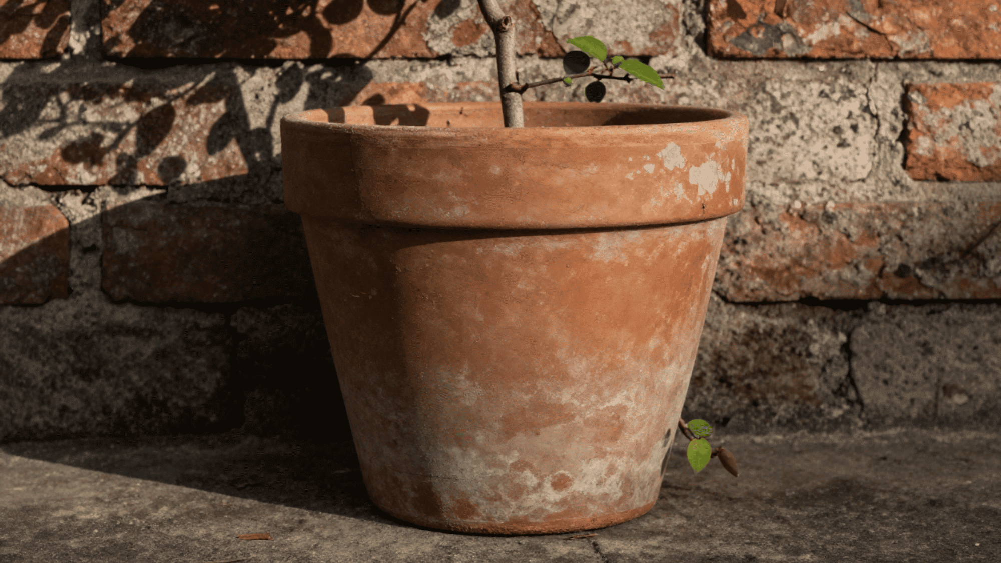 close up of a weathered terracotta pot with a mandevilla vine against a cracked brick wall in harsh shadows