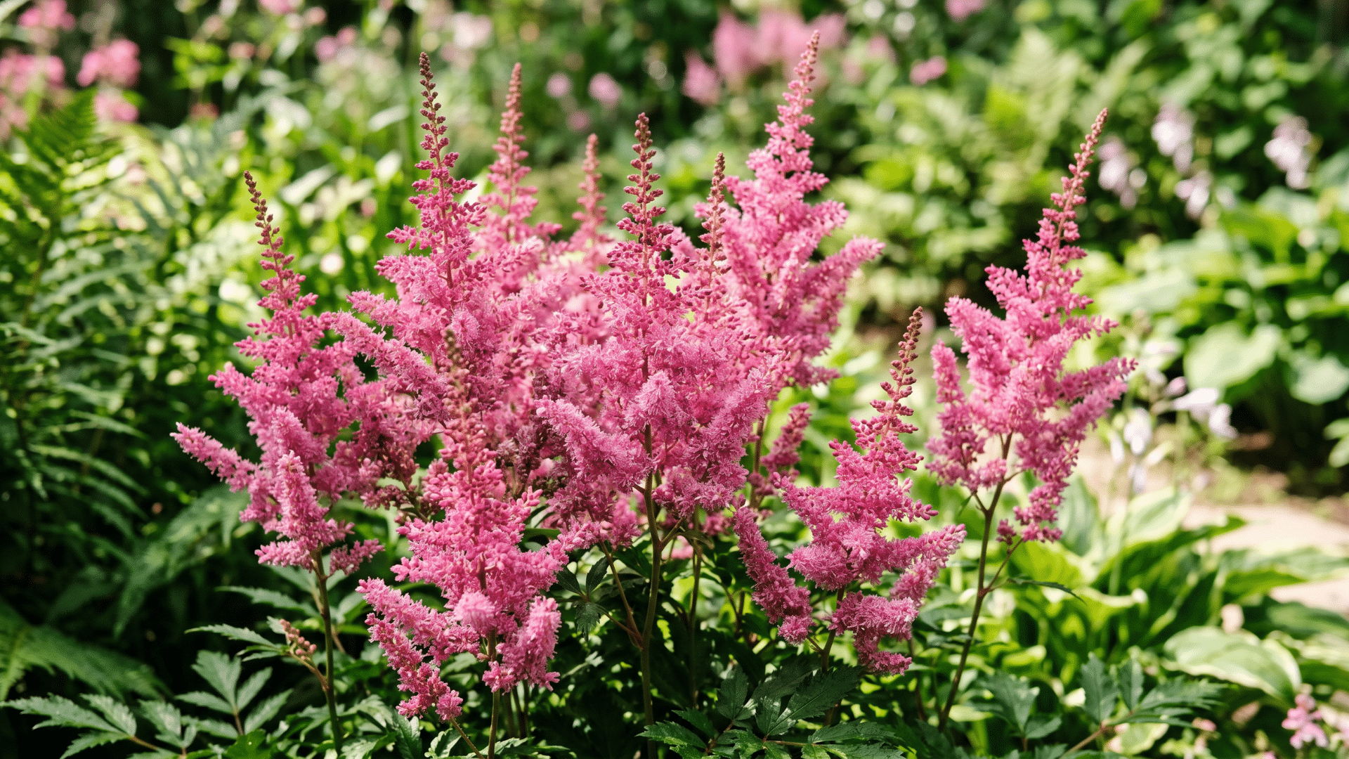 close-up of fluffy pink astilbe flowers blooming among lush green ferns and foliage in a garden.