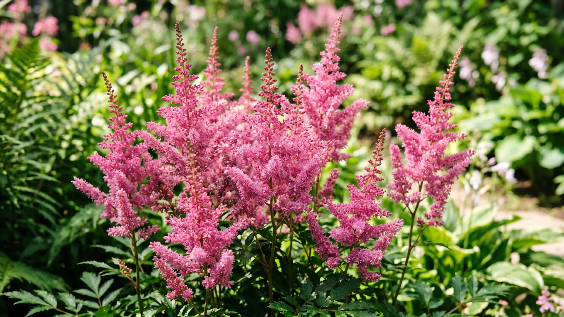 close-up of fluffy pink astilbe flowers blooming among lush green ferns and foliage in a garden.