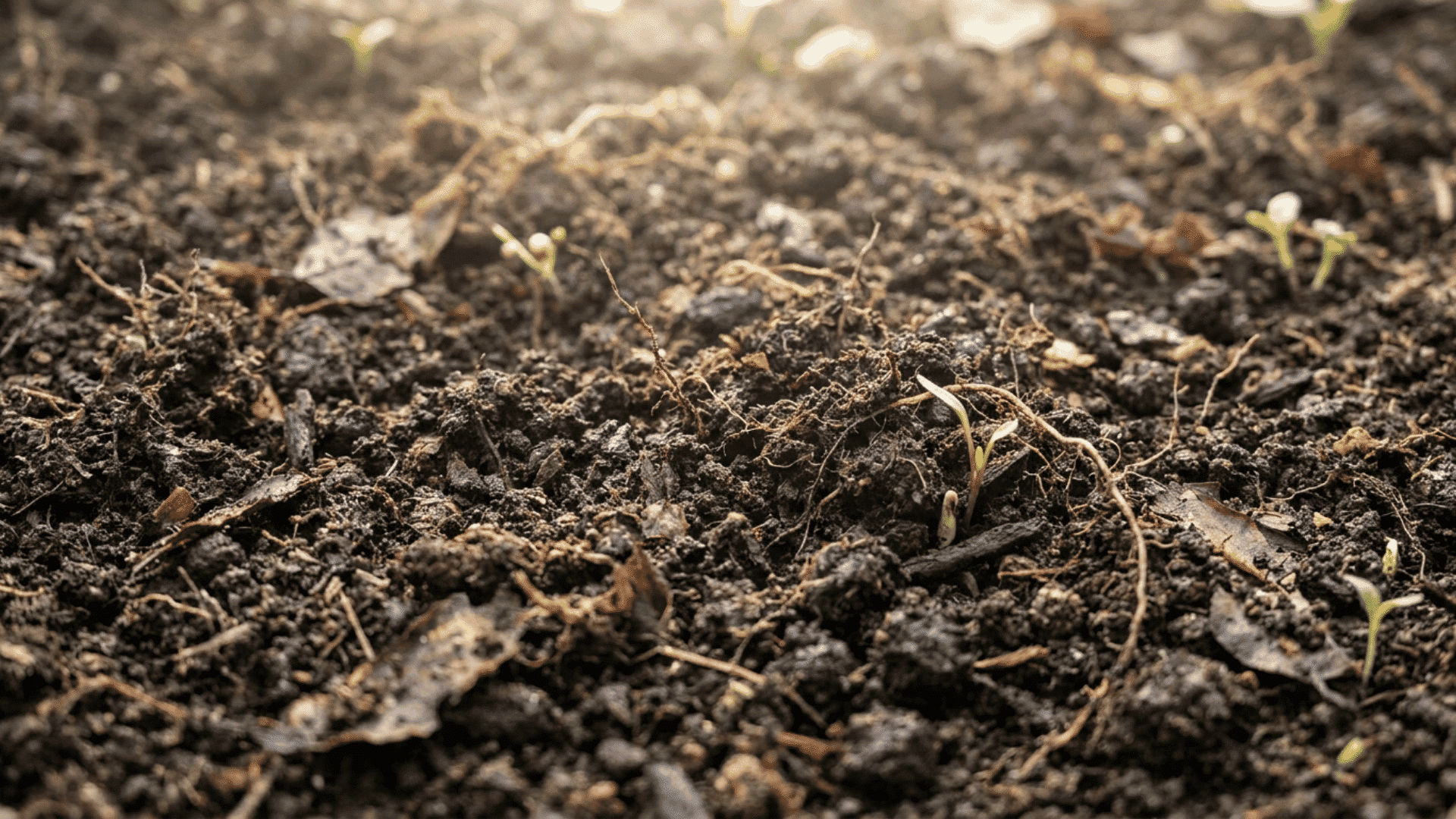 Close-up of rich loamy topsoil with a dark, crumbly texture, mixed organic matter and small roots visible, moist fertile garden soil, realistic outdoor lighting.