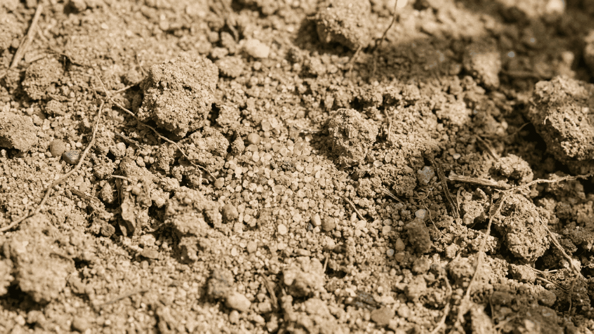 Close-up of sandy topsoil with a light brown gritty texture, visible sand particles, dry well-draining soil, realistic outdoor lighting.