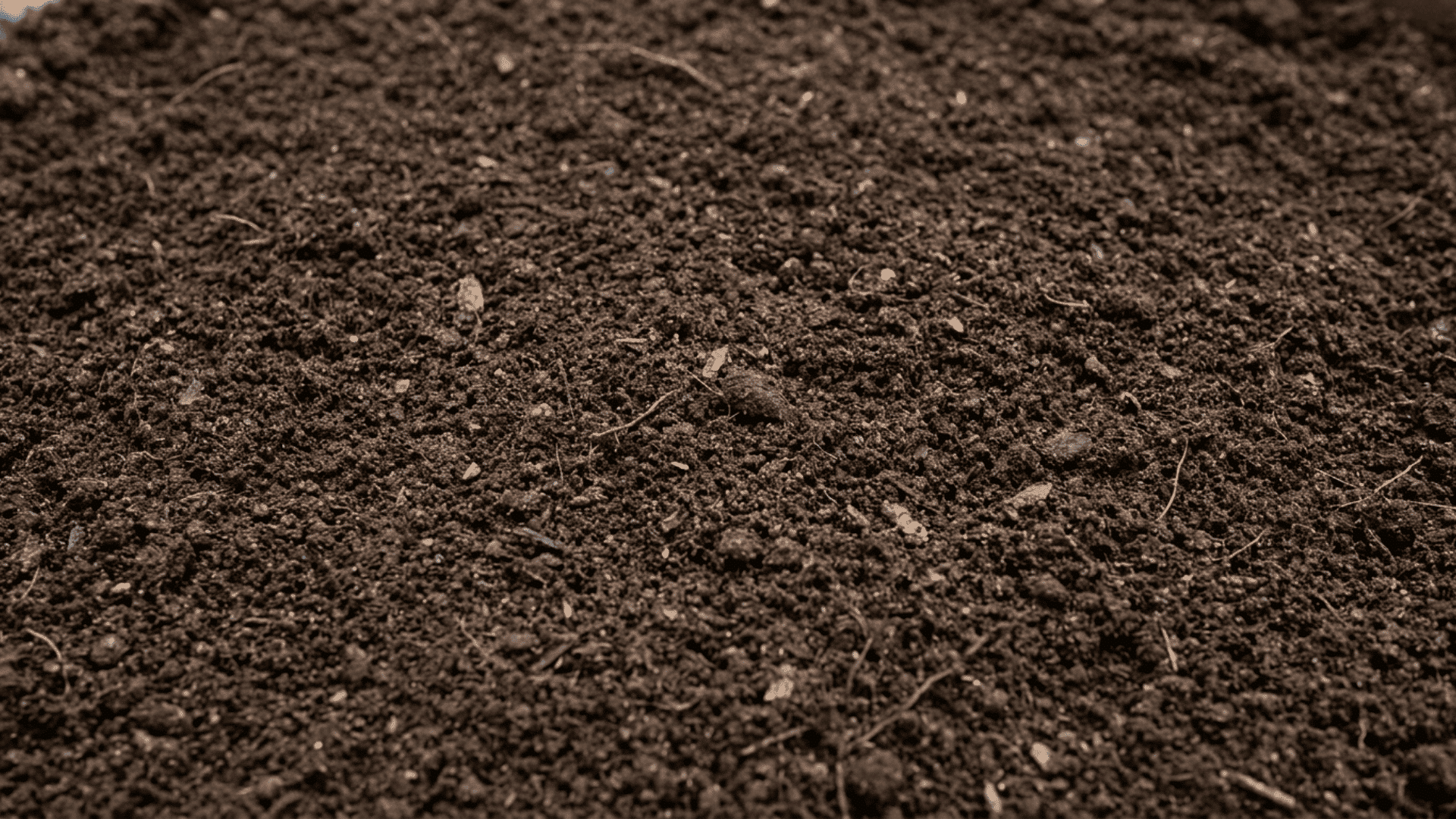 Close-up of screened topsoil with a fine, smooth, crumbly texture, dark brown fertile soil evenly sifted and free of rocks or debris, realistic outdoor garden setting, rich organic matter visible,