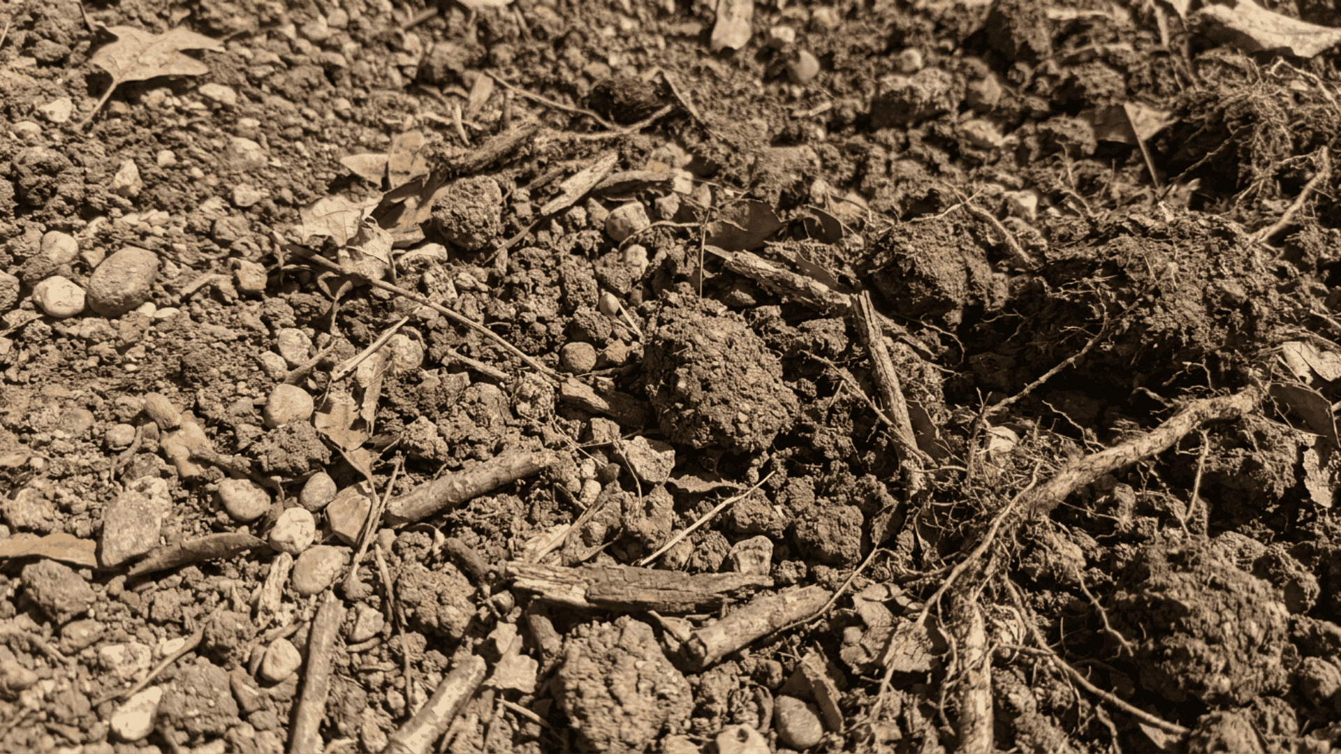 _ Close-up of unscreened topsoil full of rocky, debris-filled topsoil with dry brown earth, scattered pebbles, roots, and twigs, rough compact texture, natural outdoor lighting, realistic garden s (1)