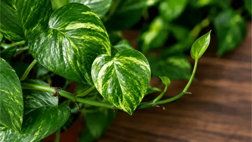 close up of variegated pothos plant leaves with green and yellow patterns growing on vine stem